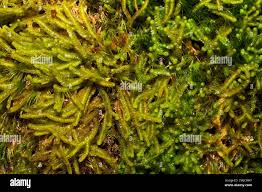 Attēlu rezultāti vaicājumam “Nowellia curvifolia sporophyte”