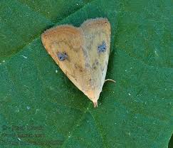 Attēlu rezultāti vaicājumam “Rivula sericealis”