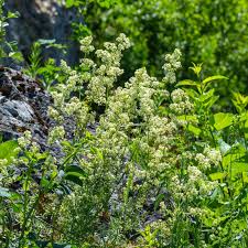 Attēlu rezultāti vaicājumam “Galium album flower”