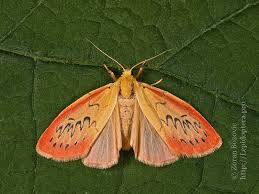 Attēlu rezultāti vaicājumam “Miltochrista miniata”