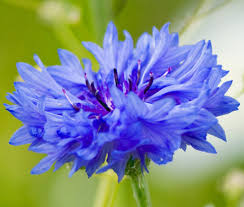 Attēlu rezultāti vaicājumam “Centaurea”