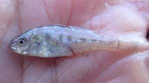Image result for Leiostomus xanthurus
