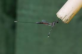 Attēlu rezultāti vaicājumam “Gasteruption jaculator imago”