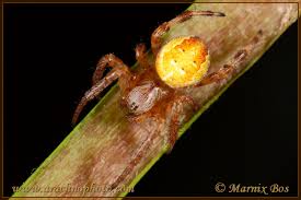 Attēlu rezultāti vaicājumam “Araneus quadratus female”
