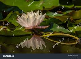 Attēlu rezultāti vaicājumam “Nymphaea alba”