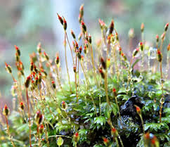 Attēlu rezultāti vaicājumam “Fissidens bryoides sporophyte”