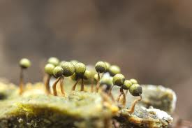 Attēlu rezultāti vaicājumam “Cribraria aurantiaca spores”