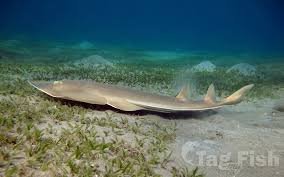 Image result for Pseudobatos lentiginosus