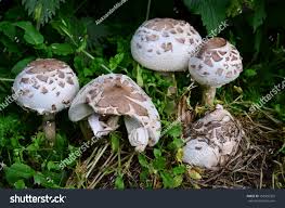 Attēlu rezultāti vaicājumam “Macrolepiota”