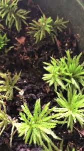 Attēlu rezultāti vaicājumam “Climacium dendroides”