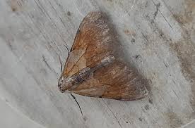 Attēlu rezultāti vaicājumam “Pennithera firmata”