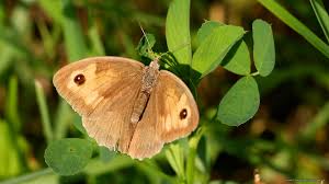 Attēlu rezultāti vaicājumam “Maniola jurtina female”