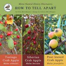 Attēlu rezultāti vaicājumam “Malus baccata fruit”