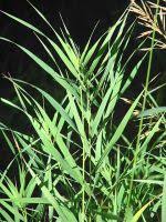 Attēlu rezultāti vaicājumam “Bromopsis inermis leaf”