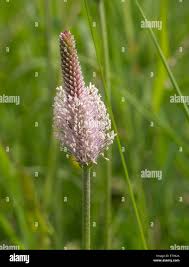 Attēlu rezultāti vaicājumam “Plantago media flower”