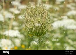 Attēlu rezultāti vaicājumam “Daucus carota subsp. carota fruit”
