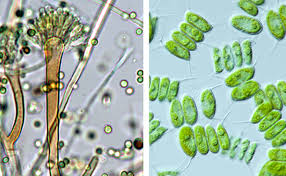 Attēlu rezultāti vaicājumam “Oligonema flavidum spores”