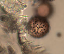 Attēlu rezultāti vaicājumam “Didymium spongiosum”