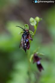 Attēlu rezultāti vaicājumam “Ophrys insectifera flower”
