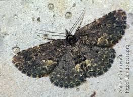 Attēlu rezultāti vaicājumam “Parascotia fuliginaria”