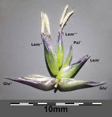 Attēlu rezultāti vaicājumam “Sesleria caerulea bud”
