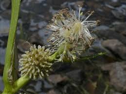 Attēlu rezultāti vaicājumam “Sparganium minimum”