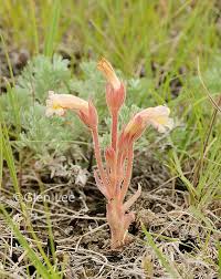 Attēlu rezultāti vaicājumam “Orobanche reticulata flower”