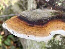 Attēlu rezultāti vaicājumam “Fomitopsis rosea”