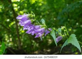 Attēlu rezultāti vaicājumam “Campanula rapunculoides”