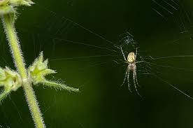 Attēlu rezultāti vaicājumam “Metellina segmentata”