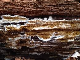 Attēlu rezultāti vaicājumam “Coniophora puteana”