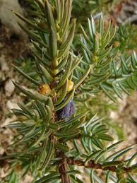 Attēlu rezultāti vaicājumam “Juniperus communis male flower”