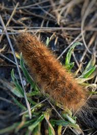 Attēlu rezultāti vaicājumam “Phragmatobia fuliginosa larva”