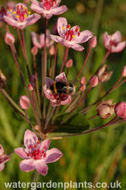 Attēlu rezultāti vaicājumam “Butomus umbellatus flower”