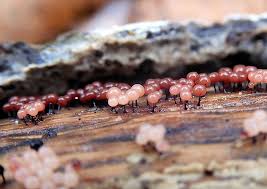 Attēlu rezultāti vaicājumam “Enerthenema papillatum”