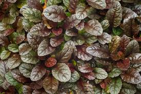 Image result for Ajuga reptans