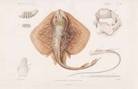 Image result for Raja undulata