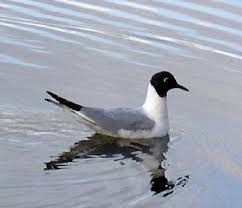 Image result for Chroicocephalus philadelphia