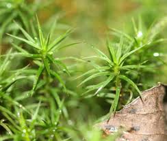 Attēlu rezultāti vaicājumam “Polytrichum formosum”