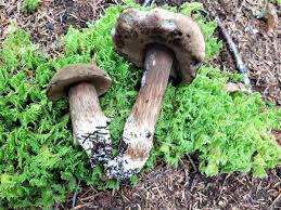 Attēlu rezultāti vaicājumam “Porphyrellus porphyrosporus”