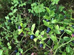 Attēlu rezultāti vaicājumam “Vaccinium myrtillus fruit”