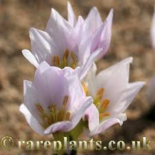 Attēlu rezultāti vaicājumam “Colchicum szovitsii subsp. szovitsii flower”