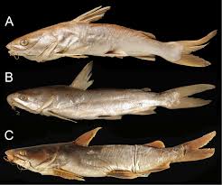 Image result for Ariopsis felis