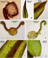 Attēlu rezultāti vaicājumam “Didymodon rigidulus”