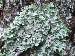 Attēlu rezultāti vaicājumam “Cetrelia olivetorum”