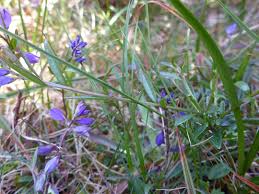 Attēlu rezultāti vaicājumam “Polygala vulgaris leaf”