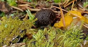 Attēlu rezultāti vaicājumam “Tubifera ferruginosa (subsp. ferruginosa) spores”