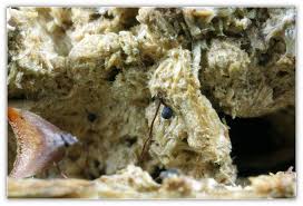 Attēlu rezultāti vaicājumam “Cribraria languescens”