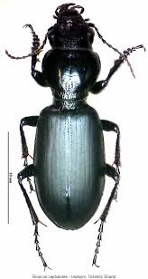 Attēlu rezultāti vaicājumam “Broscus cephalotes”