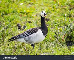 Attēlu rezultāti vaicājumam “Branta leucopsis adult”